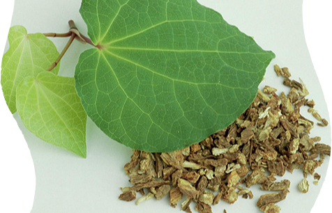 Botanical Image