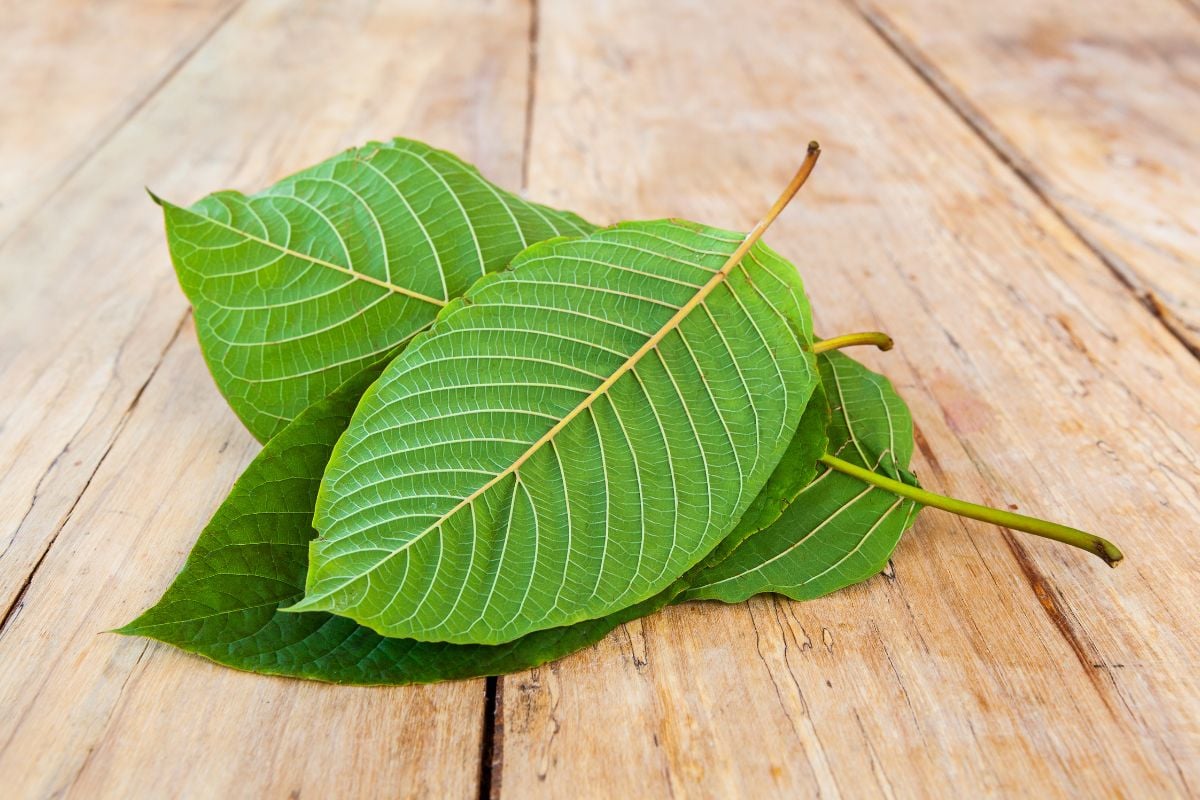 Kratom Strains